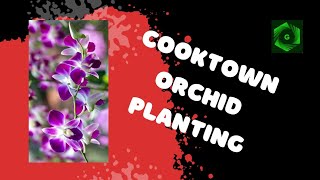 COOKTOWN ORCHID PLANTING [upl. by Yclehc804]