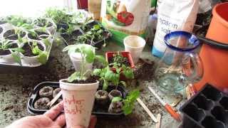 Transplanting Your Peat Pellet Tomato Seedling into Cups 34 Inches  MFG 2014 [upl. by Alyahsat]