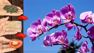 TOP 3 types of fertilizers that help orchids bloom all year round and last a long time [upl. by Nylinej]