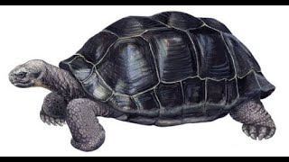 Kurma Nadi The Tortoise Meditation [upl. by Rus]