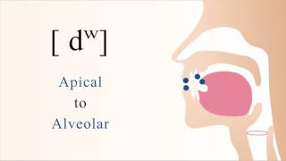 dʷ  voiced unaspirated labialized apical alveolar stop [upl. by Acira]