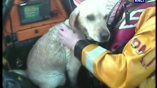 Happisburgh lifeboats rescue dog off Sea Palling Reefs [upl. by Aiotal]