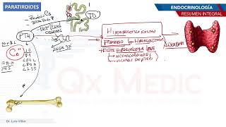 Endocrinología  Paratiroides [upl. by Lynne]