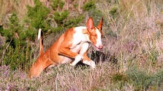 Podenco Ibicenco enseñar a cazar al perro [upl. by Myrwyn]