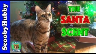 The Santa Scent  Cat Clips 318 [upl. by Pump]