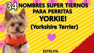 34 NOMBRES PARA TU PERRITA YORKIEESTÁN SUPER HERMOSOS [upl. by Vevina]