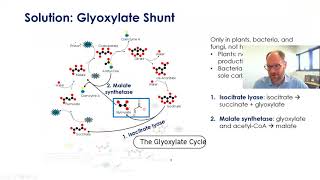 Lecture 8  Glyoxylate Shunt [upl. by Anibla299]