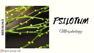 PSILOTUM  Morphology  Degree Syllabus  Malayalam [upl. by Nwadal]