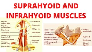 Suprahyoid and infrahyoid muscles [upl. by Bear654]