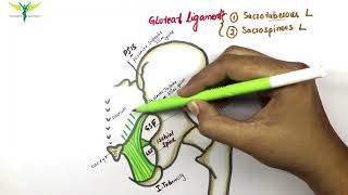 Gluteal ligaments  Sacrospinous and Sacrotuberous ligament  Anatomy  Knowing anatomy [upl. by Olegna]