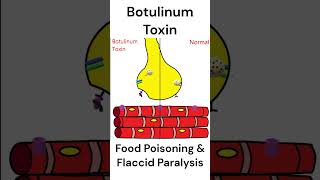 Botulinum Toxin mode of action toxins foodpoisoning animation [upl. by Adaven]