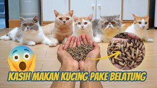 KASIH MAKAN 15 KUCING PAKE BELATNG [upl. by Desmund]