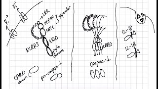 Patern Tanıma Reseptörleri 3  immünoloji konu anlatımı  NLRs inflamazom enflamazom [upl. by Loeb]