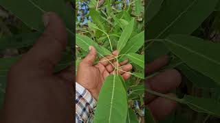 Tabebuia rosea pink and Tabebuia argentia yellow plant ready for plantation flowers plantation [upl. by Armalda]