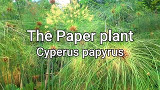 Paper plantCyperus papyrus How to grow and propagate and care tips [upl. by Adaline]