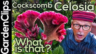 Celosia  Cockscomb  Roostercomb  Woolflower  unusual garden plants ideas  weird garden flowers [upl. by Penrod]