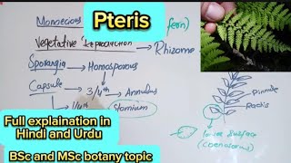 PterisPteropsida classPteridophytesBsc and MSc botany topic [upl. by Millman]