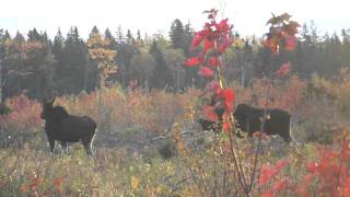 NEW BRUNSWICK MOOSE MATING RITUALS [upl. by Klein]