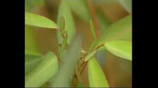 Dancing plant desmodium gyrans 跳舞草 [upl. by Sinne]