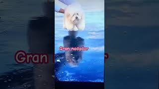 Gran nadador olímpico pets viralshort cute funny dogs [upl. by Akahs]