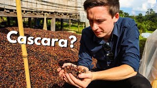 What is Cascara  Wild Husks Coffee Cherry Tea Explained [upl. by Ilatan]