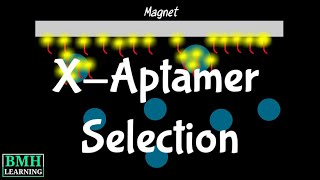 XAptamer Selection Process  Bead Based Selection Of XAptamers  SELEX Selection Alternative [upl. by Sherm]