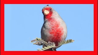 Pyrrhuloxia Song Pyrrhuloxia Call Pyrrhuloxia Sound Pyrrhuloxia Singing [upl. by Imoen]