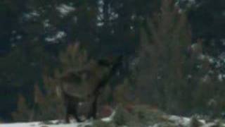 Yellowstone Lone Wolf Howls [upl. by Ettenot]