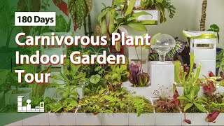 Carnivorous Plant Indoor Garden Tour  180 Days [upl. by Dinsmore]