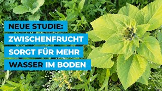 Neue Studie Zwischenfrucht sorgt für mehr Wasser im Boden [upl. by Marozas565]