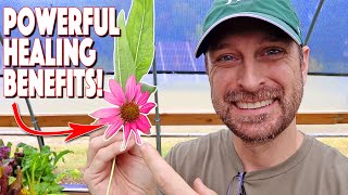 Harvesting Echinacea For Health Benefits Homestead Medicinal Herbs [upl. by Cybil]