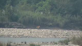 Tiger at bardiya national Park [upl. by Nallac435]