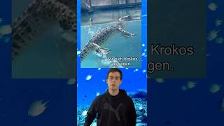 Krokodil im Wasser 🐊 [upl. by Richella341]