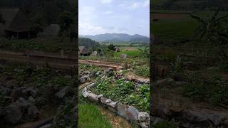 Organic Farm and Restaurant Cuban Cigar Experience at Finca El Paraíso cuba viñales food view [upl. by Acacia]