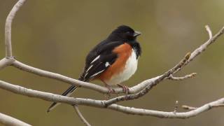 Eastern Towhee [upl. by Ronacin649]