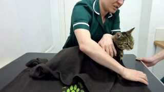 How to restrain your cat safely [upl. by Iredale]