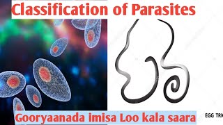 Classification of parasites  imisa Ayee u kala Baxaaan Gooryaanada Parasitology [upl. by Llekram134]