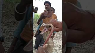 Very dangerous Russell viper rescue in Ballia [upl. by Kcirdneh573]