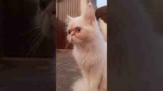 Female cat heat signscatheatfemalecatheatshortfed persiancatcorner youtubeshort [upl. by Rexferd114]