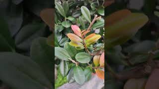 桃金孃科赤楠屬小葉赤楠葉 Syzygium buxifolium 茶樹 小葉赤楠Syzygium buxifolium GrassVID20240926063446 [upl. by Sivrup499]