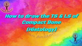 How to draw TS and LS of Compact Bone anatomy anatomyandphysiology bone histology [upl. by Jud]