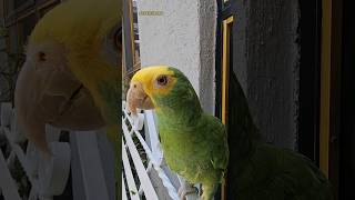 Loro Fito Te Mire De Pronto Loros Hablando Loro Que Habla Shorts julioiglesias parrot animales [upl. by Hsaniva277]