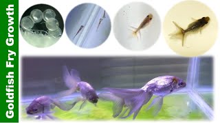 In 5 minutes Watch Goldfish Grow from Birth to 4 Months Blue Egg Phoenix 👉 [upl. by Rena310]