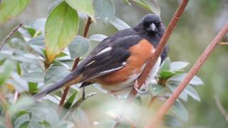 Eastern Towhee call [upl. by Pandora155]