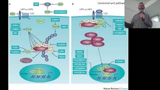 2019 BCS Gene regulatory network for cell fate specification in Sea Urchin Embryo [upl. by Barboza]