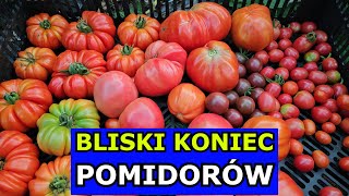 Bliski Koniec Pomidorów Przyspiesz Dojrzewanie Opóźnij Chorobę Cięcie Zbiory Uprawa Wrześniowa [upl. by Ibocaj169]