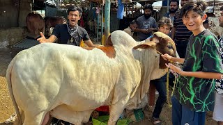 Finally Qurbani ki Cow Khareed Li🐮🐄Bakra Eid Vlog [upl. by Savory]