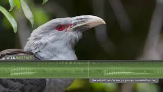 Channelbilled Cuckoo  Sounds amp Calls [upl. by Pleasant240]