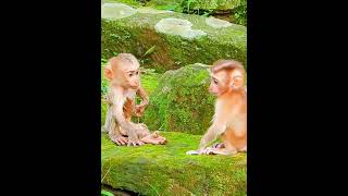 Luno so sad cant find his mom shortvideo shorts short monkey animals [upl. by Petr103]