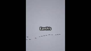 How Animals Navigate Epic Migrations migration birds summer winter youtubeshorts shortsfeed [upl. by Selia]